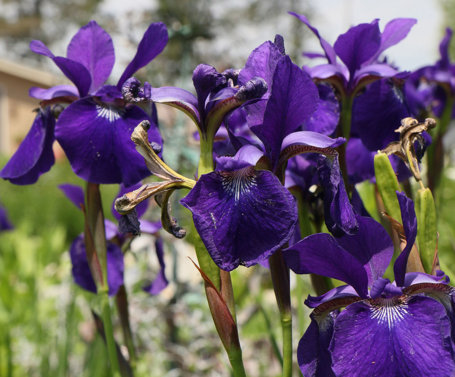 Heirloom-Iris_crop.jpg